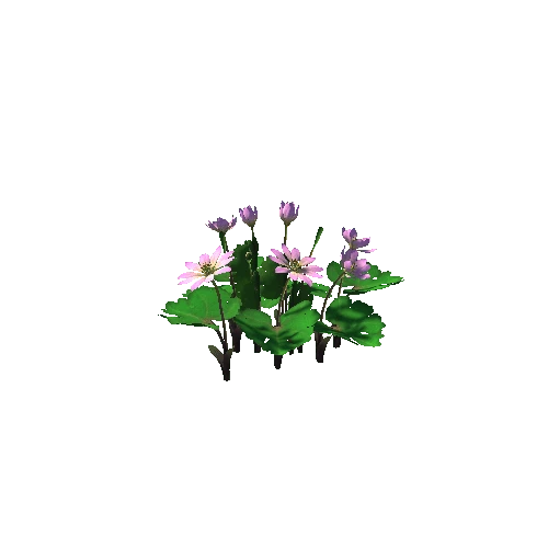 Flower_Sanguinaria canadensis2